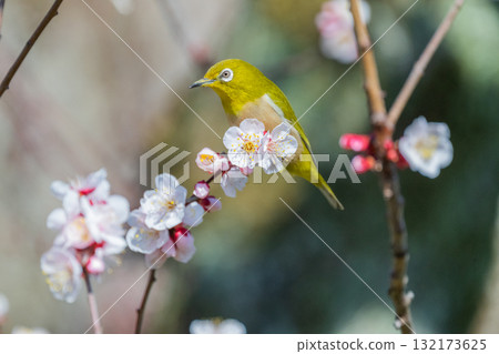 春季風景：梅花與繡眼鳥 132173625