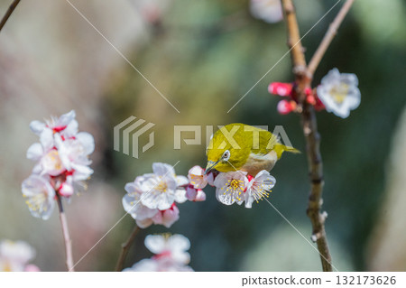 Spring scenery: plum blossoms and Japanese white-eyes Spring scenery: plum blossoms and Japanese white-eyes 132173626