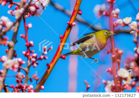 Spring scenery: plum blossoms and Japanese white-eyes Spring scenery: plum blossoms and Japanese white-eyes 132173627