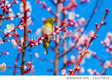 Spring scenery: plum blossoms and Japanese white-eyes Spring scenery: plum blossoms and Japanese white-eyes 132173628