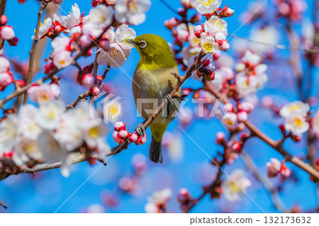 Spring scenery: plum blossoms and Japanese white-eyes Spring scenery: plum blossoms and Japanese white-eyes 132173632