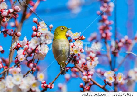 春季風景：梅花與繡眼鳥 132173633