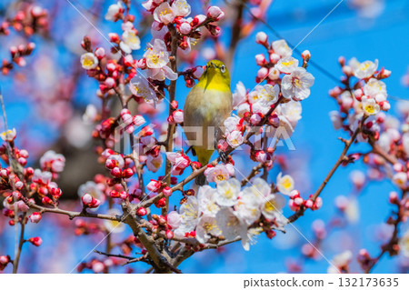 春季風景:梅花與繡眼鳥 春季風景:梅花與繡眼鳥 132173635