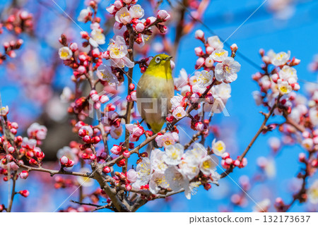 春季風景:梅花與繡眼鳥 春季風景:梅花與繡眼鳥 132173637