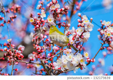 春季風景：梅花與繡眼鳥 132173639