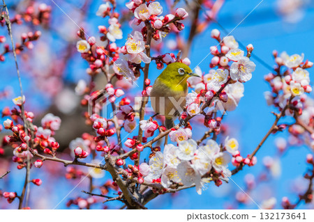 Spring scenery: plum blossoms and Japanese white-eyes Spring scenery: plum blossoms and Japanese white-eyes 132173641