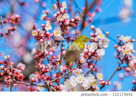 Spring scenery: plum blossoms and Japanese white-eyes Spring scenery: plum blossoms and Japanese white-eyes 132173642