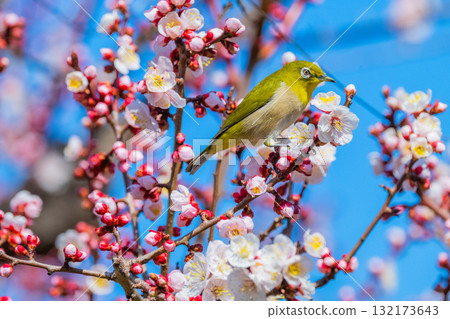 Spring scenery: plum blossoms and Japanese white-eyes Spring scenery: plum blossoms and Japanese white-eyes 132173643