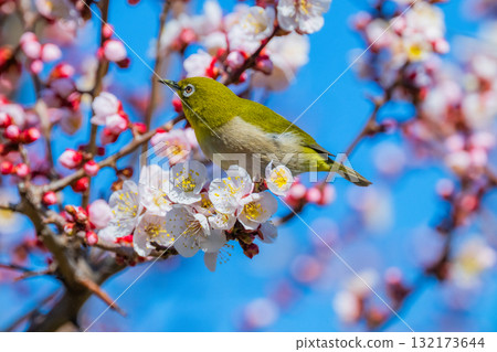 Spring scenery: plum blossoms and Japanese white-eyes Spring scenery: plum blossoms and Japanese white-eyes 132173644