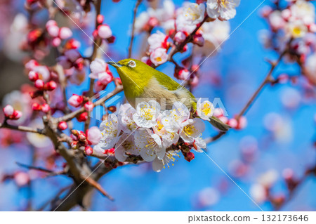 春季風景：梅花與繡眼鳥 132173646