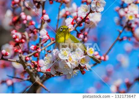 Spring scenery: plum blossoms and Japanese white-eyes Spring scenery: plum blossoms and Japanese white-eyes 132173647