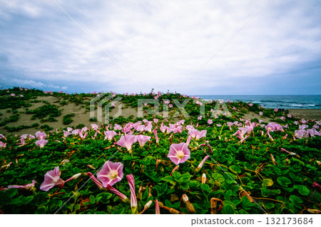 [Niigata Prefecture_Sado City] Flower Island: Sohama Beach in early summer June 132173684