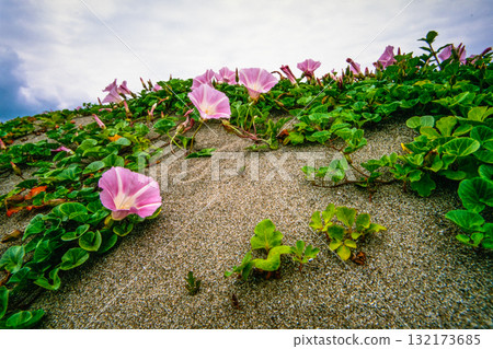 [Niigata Prefecture_Sado City] Flower Island: Sohama Beach in early summer June 132173685