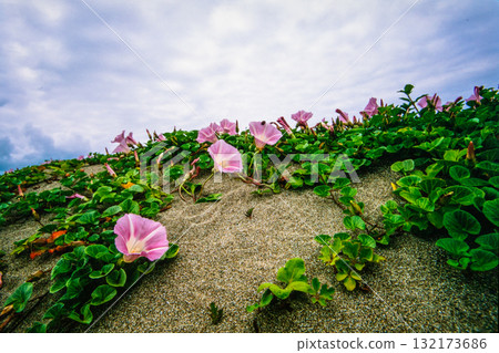 [Niigata Prefecture_Sado City] Flower Island: Sohama Beach in early summer June 132173686