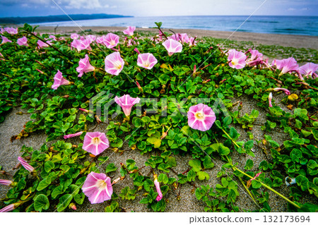 [Niigata Prefecture_Sado City] Flower Island: Sohama Beach in early summer June 132173694