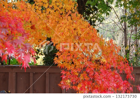 Autumn leaves over the fence 132173730