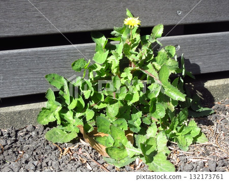 Sowgrass blooming on the roadside 132173761