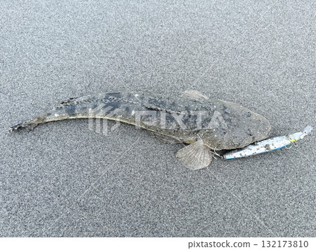 剛捕獲的平頭魚 132173810