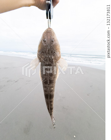 Freshly caught flathead Freshly caught flathead 132173811