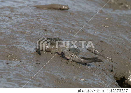 Ariake Sea tideland scenery 132173837