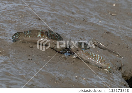 有明海沿岸風光 132173838
