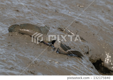 Ariake Sea tideland scenery 132173840