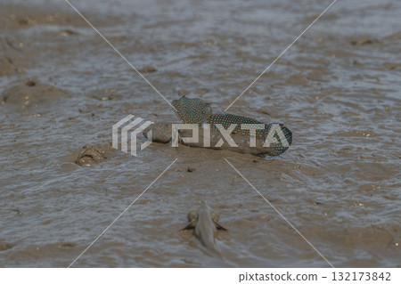 有明海沿岸風光 132173842