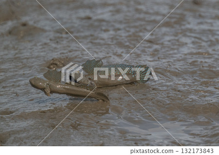 Ariake Sea tideland scenery Ariake Sea tideland scenery 132173843