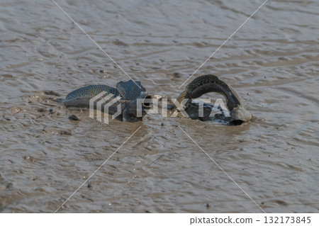 有明海沿岸風光 有明海沿岸風光 132173845