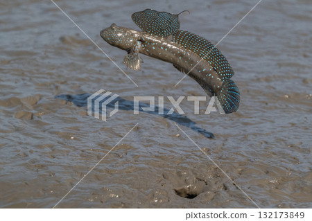 有明海沿岸風光 132173849