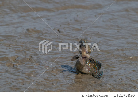 有明海沿岸風光 132173850