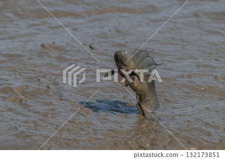 有明海沿岸風光 132173851