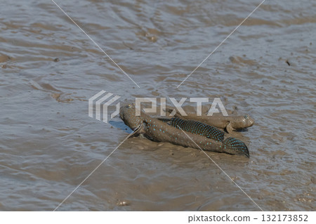 Ariake Sea tideland scenery Ariake Sea tideland scenery 132173852
