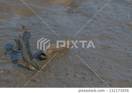 有明海沿岸風光 132173856