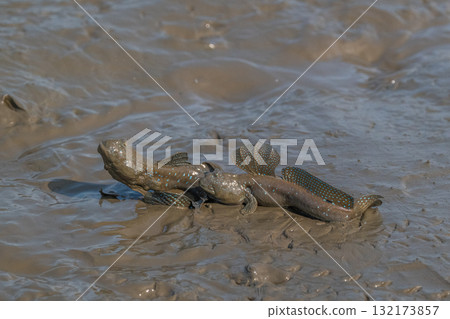 有明海沿岸風光 132173857