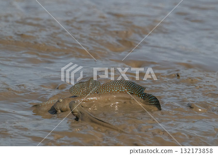 有明海沿岸風光 132173858