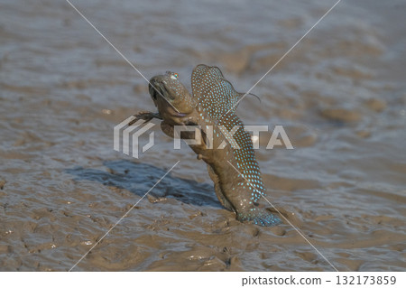 有明海沿岸風光 132173859