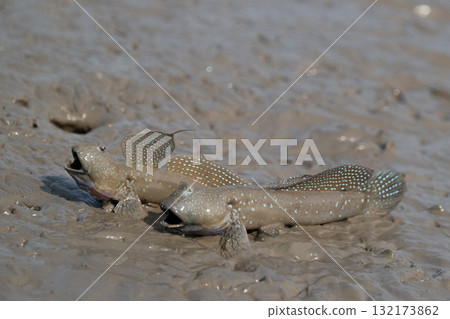 有明海沿岸風光 132173862