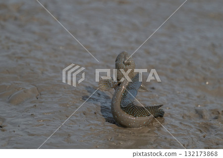 有明海沿岸風光 132173868