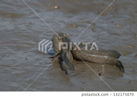 有明海沿岸風光 132173870