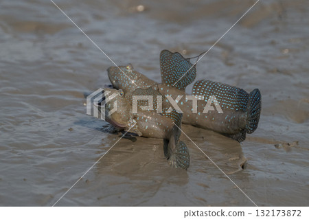 有明海沿岸風光 132173872