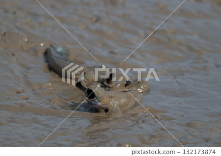 Ariake Sea tideland scenery Ariake Sea tideland scenery 132173874