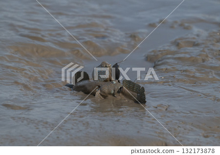 Ariake Sea tideland scenery Ariake Sea tideland scenery 132173878