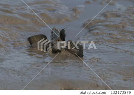 Ariake Sea tideland scenery Ariake Sea tideland scenery 132173879