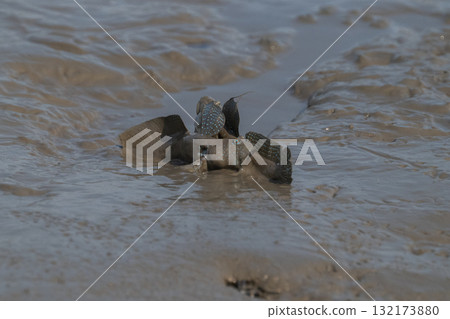 有明海沿岸風光 有明海沿岸風光 132173880