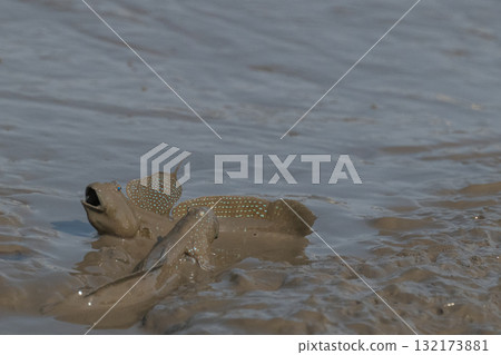 有明海沿岸風光 132173881