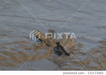 Ariake Sea tideland scenery 132173883