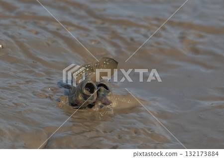 有明海沿岸風光 132173884