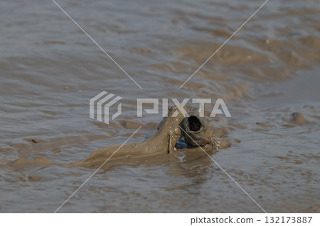 Ariake Sea tideland scenery 132173887