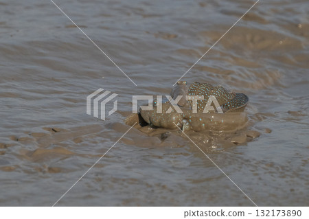 有明海沿岸風光 132173890